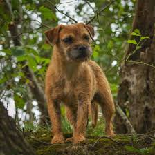 Image result for border teriér