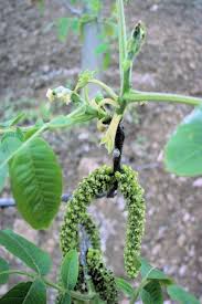 Image result for antraknóza ořešáku