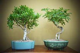 Buy quality indoor and outdoor bonsai trees from top uk suppliers online at bonsai.co.uk! Quality Bonsai Trees Supplies 100 000 Trees Shipped