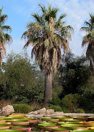 La washingtonia filifera es una palmera muy interesante para jardines: Washingtonia Filifera Palmeras Y Jardines