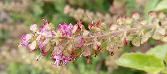 Image result for Ocimum angustifolium