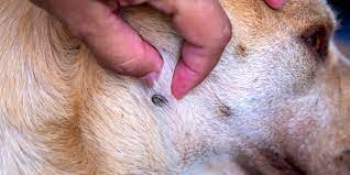 A la différence de l'homme, la peau du chien est très riche en poils, elle joue donc aussi le rôle d'isolant thermique. La Piroplasmose Chez Le Chien Symptomes Traitement Et Prevention