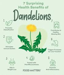 With a clear mind, i don't worry about what could go wrong because those thoughts don't have time to cross my mind. 7 Surprising Health Benefits Of Dandelions Food Matters
