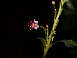 Image result for Talinum portulacifolium