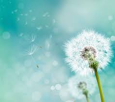 Download the perfect dandelion pictures. Dandelions Wallpapers Wallpaper Cave