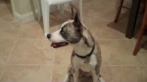 We only document the serie of our friend pitsky his channel his here! Husky Pitbull Mix Youtube