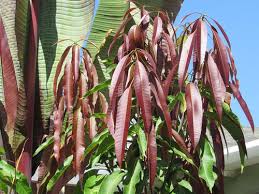 Maybe you would like to learn more about one of these? California Mangoes In The Bay Area