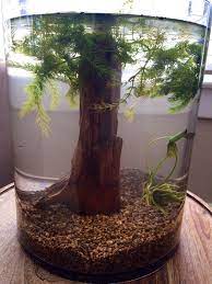 My Diy Betta Terrarium Tanks Bought A Nice 3 Gallon Vase And Live Floating Plants Indoor Flowers Fish Plants Terrarium Tank