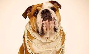 Stick to something that's tried and true with our list of popular dog many people out there want the best dog names that are unique for their pup, but you might be the kind of person who wants something that's tried and true. 50 Fashion Inspired Dog Names Barkpost