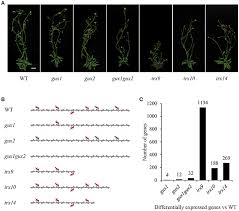 Maybe you would like to learn more about one of these? Frontiers A Transcriptomic Analysis Of Xylan Mutants Does Not Support The Existence Of A Secondary Cell Wall Integrity System In Arabidopsis Plant Science