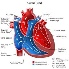 Color Coded Anatomy Of Human Heart Anatomy Cardiac Nursing Anatomy