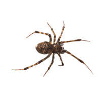 The sight of spiders sometimes causes panic, especially to those if you see scary spiders that are not the usual house spiders, then you must be cautious. Spider Identification Habits Behavior Batzner Pest Control In Wisconsin