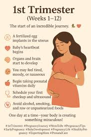 Image result for First Trimester Education