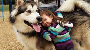 Funny Husky And Baby Videos Compilation Youtube