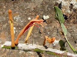 Image result for Phragmanthera