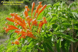 Image result for Pyrostegia