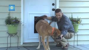 Tape this template to your interior wall centered between the adjacent studs. How To Install Dog Door On Exterior Door Youtube