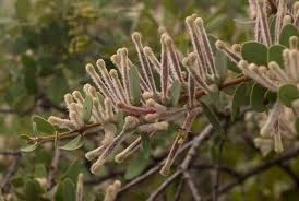 Image result for Tapinanthus quequensis