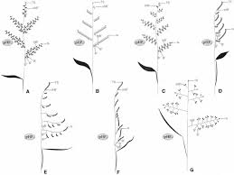 Image result for Urochloa xantholeuca