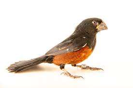 Image result for Morinda angolensis