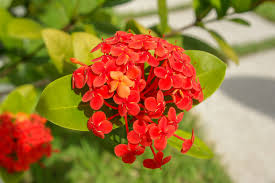 Image result for Ixora kalehensis