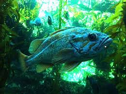 Birch Aquarium Big Aquarium Big Fish Sandiego Fun Things To Do At Birch Aquarium Photo By Jean Pierre J Big Aquarium Aquarium Photos Birch Aquarium