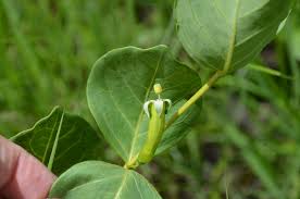 Image result for Fadogia ancylantha