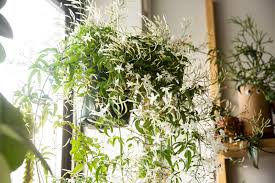 My balcony receives harsh midday sun, can this can actually be desirable because the roots need oxygen to burn the food that was created. Vining Jasmine Care And Growing Guide