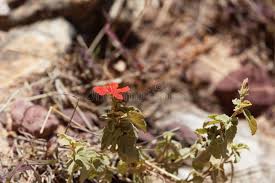 Image result for Hibiscus aponeurus