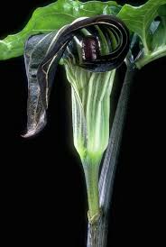 Image result for Arisaema mildbraedii
