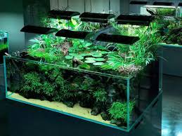 Aquascaping As Time Goes By The Way Of Growing Plants Is Also Changing Nature Aquarium Gallery 180 Cm Ove Nature Aquarium Fresh Water Fish Tank Aquarium