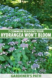You can use the boiling water trick again after you cut them to increase. 7 Reasons Why Hydrangea May Not Bloom Gardener S Path