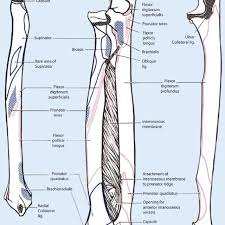 The humerus is the single bone of the upper arm, and the ulna (medially) and the radius (laterally) are the paired bones of the forearm. 9 Schematic Drawing Of Both The Radius And The Ulna Left And Right Download Scientific Diagram