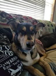 Bissell Cleanview Swivel Pet Upright Bagless Vacuum Cleaner Green 2252 Manual Bissell Pet Hair Eraser Lift Off 2087 Pet Vacuum