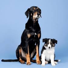 This value ranges from 8 months for smaller breeds to around 16. Puppy Growth Chart Calculator Adult Weight Predictions For All Breeds