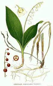 Convallaria Majalis Lily Of The Valley European Lily Of The Valley Pfaf Plant Database