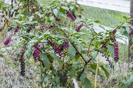 They look quite attractive with the red stems. Bleeding Heartland