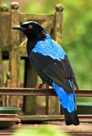 Birds That Start With Q In Spanish The Tigmamanukan Or What The Inhabitants Of The Tagalog Region In The Philippine Islands During The P Blue Bird Animal Kingdom Disney Animal Kingdom Florida