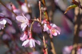 Check spelling or type a new query. Okame Flowering Cherry Tree In Blossom Stock Image Image Of Prunus Rosaceae 110333575