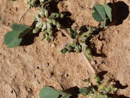 Image result for Trigonella anguina