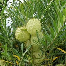 Image result for Gomphocarpus physocarpus
