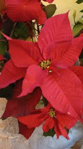 Image result for Begonia pulcherrima