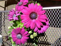 Check spelling or type a new query. Growing Gerbera Daisy In Pots A Full Guide Gardening Tips