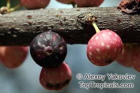 Image result for Ficus virens