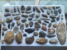 Image result for Leucas calamostachys