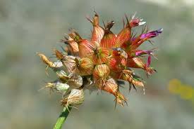 Image result for Trifolium spumosum
