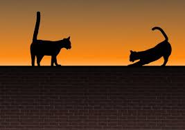 Im vergleich zu kastrierten katzen und kater, markieren unkastrierte kater am häufigsten. Markierverhalten Von Katzen Und Das Territorium