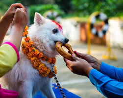 In Nepal Diwali Is A Time To Worship The Dogs Dogs Faith In Humanity Dog Images