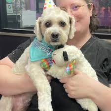 Happy birthday, Prince 🤴!! This handsome guy got his haircut with Miss Kaitlin,  so he's extra regal for his big day! #doggrooming #doggydaycare #doggroomer  #dogcare #smallbusiness #plano