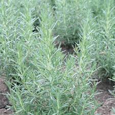 Image result for Rosmarinus officinalis